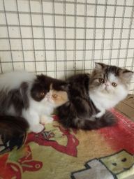 Título do anúncio: Vendo linda gatinha tricolor e um gatinho macho 