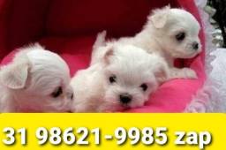 Título do anúncio: Canil Especializado Cães Filhotes Minis Maltês Yorkshire Shihtzu Poodle Basset 