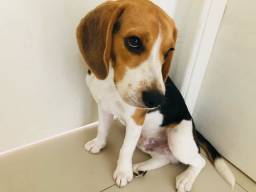 Título do anúncio: Beagle 7 meses