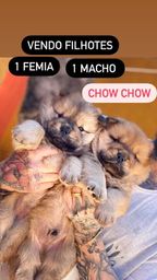 Título do anúncio: Filhotes chow chow 