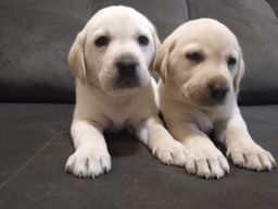 Título do anúncio: Labrador puppie fofos e com assitência em contrato 
