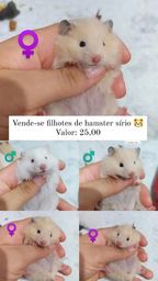 Título do anúncio: Vende-se filhote de hamster sírio ?