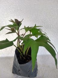 https://img.olx.com.br/thumbs256x256/35/354269610285856.jpg