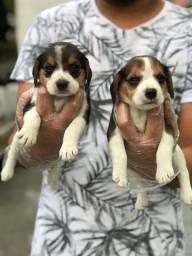 Título do anúncio: Beagle mini, a pronta entrega macho e femea