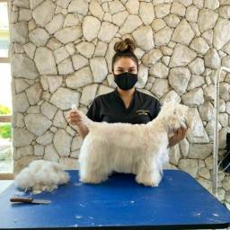 Título do anúncio: curso de auxiliar de veterinario e banho e tosa na central Pet