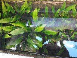 Título do anúncio: Planta ornamental de aquário amazonense