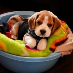 Título do anúncio: Beagle 13 polegadas, bicolor e tricolor, com suporte veterinário gratuito!