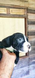 Título do anúncio: Vendo filhotes de Pit Bull staffordshire terrier 200 reais
