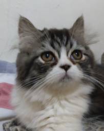 Título do anúncio: Vendo lindo gato persa 3meses.