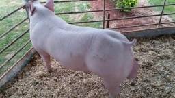 Título do anúncio: Granja Peru Porcos de Raça