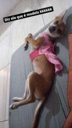 Título do anúncio: Doa-se cadela pinscher  com 10 meses