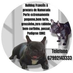 Título do anúncio: Bulldog Francês Procura Namorada