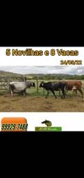 Título do anúncio: 5 novilhas Girolando e 8 vacas solteiras 