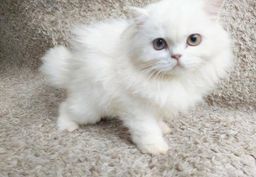Título do anúncio: Filhote gato persa