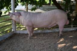 Título do anúncio: Porcos Granja Peru