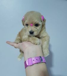 Título do anúncio: Poodle micro toy fêmeas 