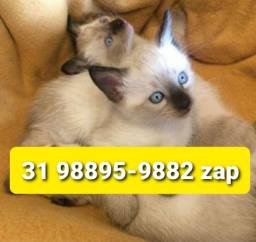 Título do anúncio: Gatil em BH Lindos Filhotes de Gatos Siamês Persa ou Angora 