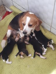 Título do anúncio: Filhotinhos de beagle para reservas