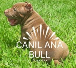 Título do anúncio: Potência Kennel AnaBull American Bully XXL Disponiveis C Pedigree - Pitbull