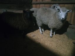 Título do anúncio: 3 ovelhas top texel duas brancas e uma preta 1.500 o lote