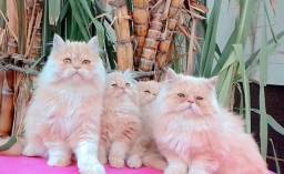 Título do anúncio:  Gatos Persas 100% puros