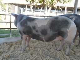 Título do anúncio: Granja Peru Porco de Raça