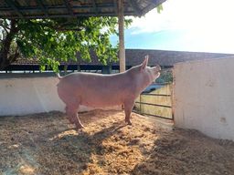 Título do anúncio: Porco de Raça Granja Peru