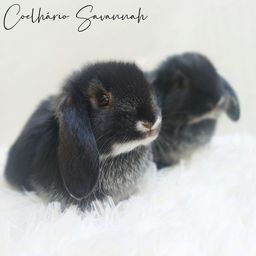 Título do anúncio: Criação de mini coelhos 