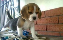 Título do anúncio:   Filhote de beagle lindo com pedigree e garantia 