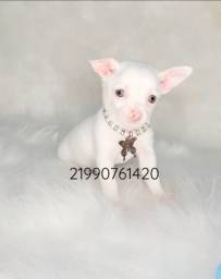 Título do anúncio: Chihuahua fêmeas pelo curto brancas 