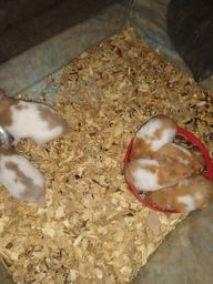 Título do anúncio: Hamster sírio filhotes 