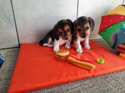 Título do anúncio: Beagles Filhotes Tricolores - Parcelo no Cartão 