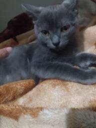 Título do anúncio: Vendo gatinhos da raça Russo Azul Blue pelagem antialérgica dupla camada.
