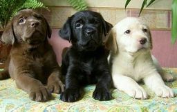 Título do anúncio: Filhotes de Labrador Disponível a Pronta Entrega