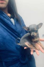 Título do anúncio: Chihuahua Minusculo Azul 5 meses 700g