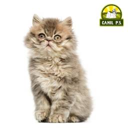 Título do anúncio: Temos filhotes de gato persa.