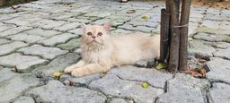 Título do anúncio: Gatos Persas