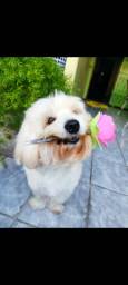 Título do anúncio: Poodle com maltês quer namorarada