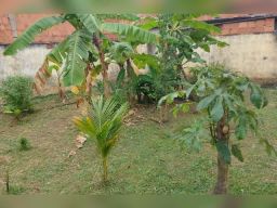 https://img.olx.com.br/thumbs256x256/37/374587519677883.jpg