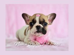 Título do anúncio: Bulldog francês fêmea bicolor em 10x sem juros - fotos reais / Namu Royal loja 
