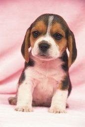 Título do anúncio: Beagle - os  mais lindos filhotes em loja!!!!