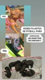 Título do anúncio: FILHOTES DE PITBULL PURO