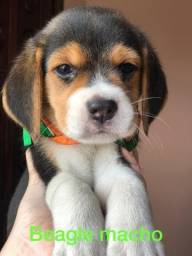 Título do anúncio: Beagle macho mas novo amor