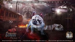 Título do anúncio: Bulldog francês 