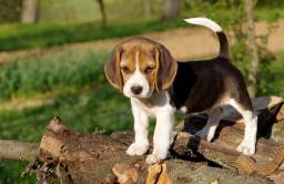Título do anúncio: Filhote Beagle! Com entrega imediata