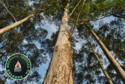 Título do anúncio: Pinus e eucalipto na região de Curitiba. 