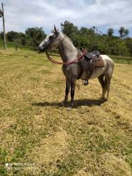 Título do anúncio: Vendo ou troco Cavalo Mangalarga Marchador Tordilho Barato!!