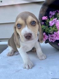 Título do anúncio: Beagle 13 polegada bicolor e tricolor filhote a pronta entrega 