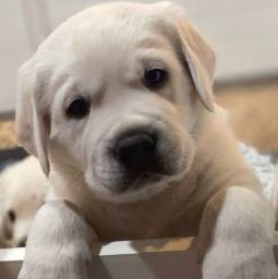 Título do anúncio: Filhotinhos de Labrador Adoráveis 