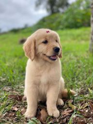 https://img.olx.com.br/thumbs256x256/38/384501760319329.jpg